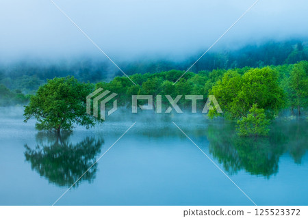 Submerged forest of Shirakawa lake 125523372