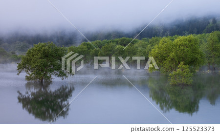 白川湖被淹沒的森林 125523373