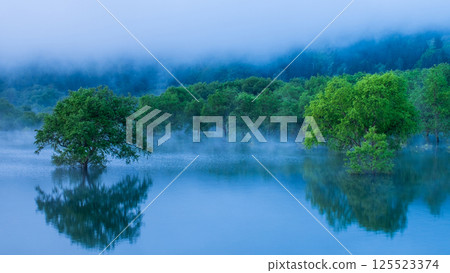 白川湖被淹沒的森林 125523374