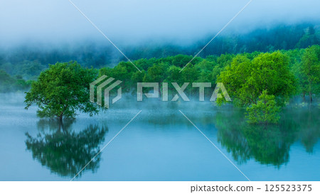 白川湖被淹沒的森林 125523375