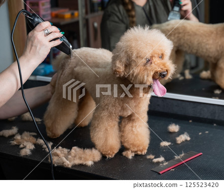 A groomer uses an electric razor to trim a poodle's hair.  125523420
