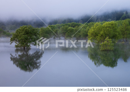 白川湖被淹沒的森林 125523486