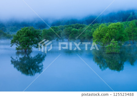 白川湖被淹沒的森林 125523488