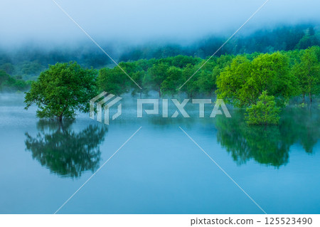 白川湖被淹沒的森林 125523490