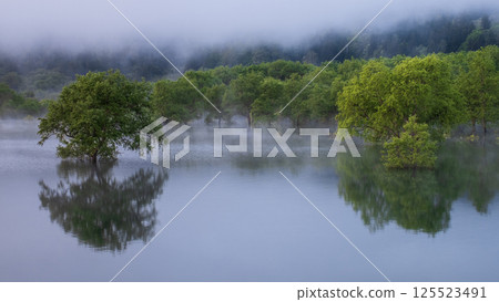 白川湖被淹沒的森林 125523491