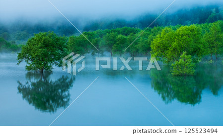 白川湖被淹沒的森林 125523494