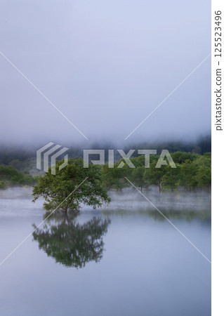 Submerged forest of Shirakawa lake Submerged forest of Shirakawa lake 125523496