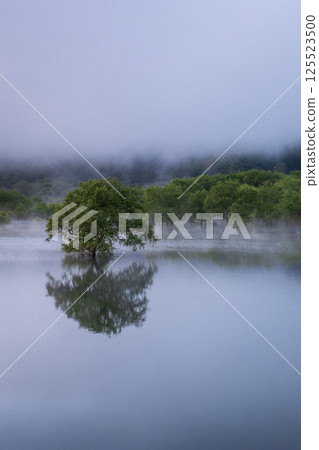 白川湖被淹沒的森林 125523500