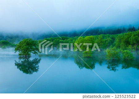 白川湖被淹沒的森林 125523522