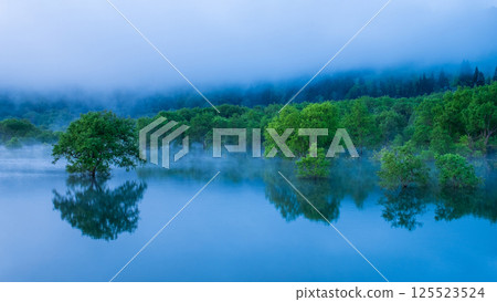 Submerged forest of Shirakawa lake 125523524