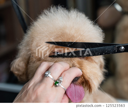 Groomer grooming a chocolate mini poodle.  125523563