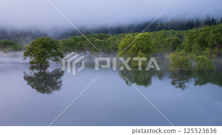 白川湖被淹沒的森林 125523636