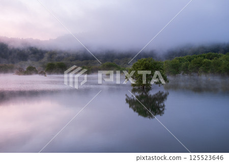 Submerged forest of Shirakawa lake 125523646