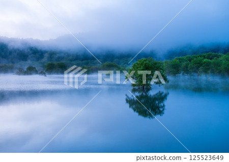 Submerged forest of Shirakawa lake 125523649