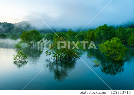 白川湖被淹沒的森林 125523713