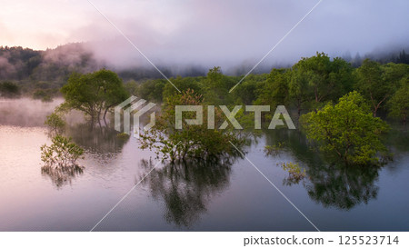白川湖被淹沒的森林 125523714