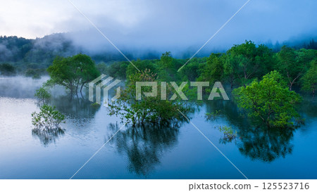 白川湖被淹沒的森林 125523716