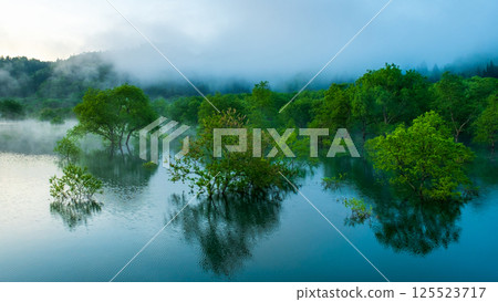 白川湖被淹沒的森林 125523717