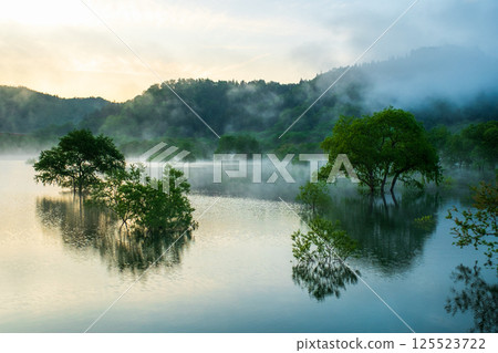 白川湖被淹沒的森林 125523722