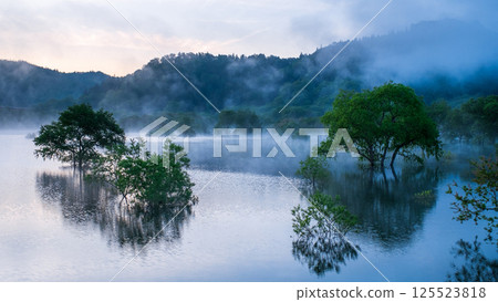 白川湖被淹沒的森林 125523818