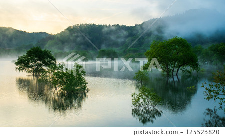 白川湖被淹沒的森林 125523820