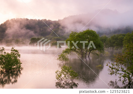 白川湖被淹沒的森林 125523821