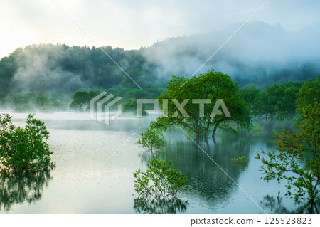 白川湖被淹沒的森林 125523823