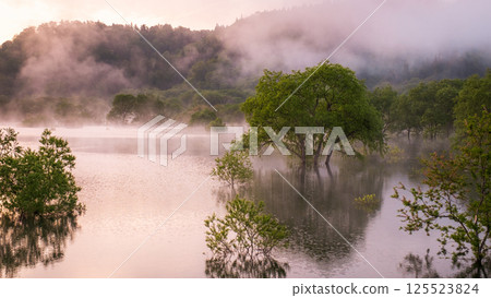 白川湖被淹沒的森林 125523824