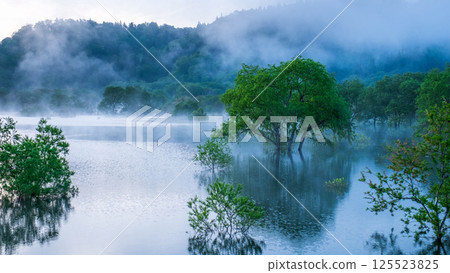 白川湖被淹沒的森林 125523825