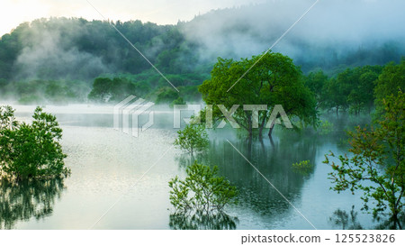 白川湖被淹沒的森林 125523826