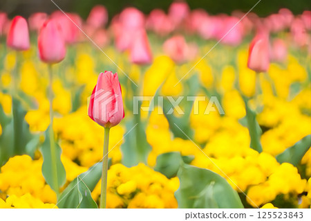 Pink tulip 125523843