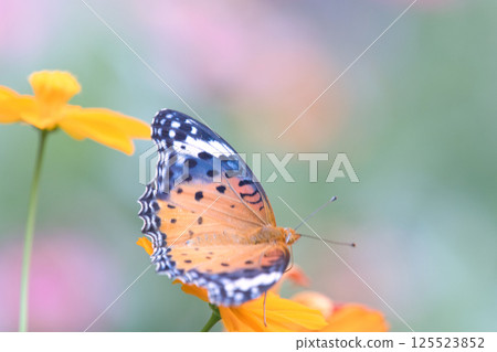 Cosmos and the Swallowtail Butterfly Cosmos and the Swallowtail Butterfly 125523852
