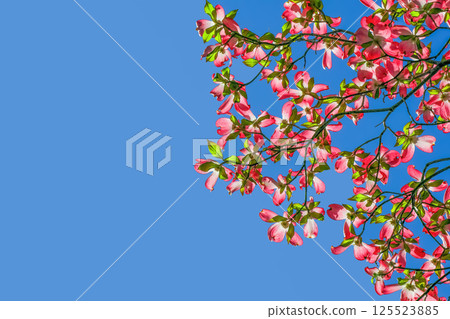 山茱萸花 山茱萸花 125523885