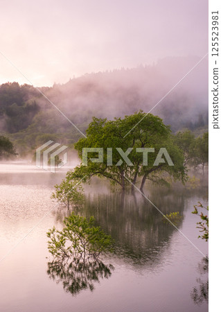 白川湖被淹沒的森林 125523981