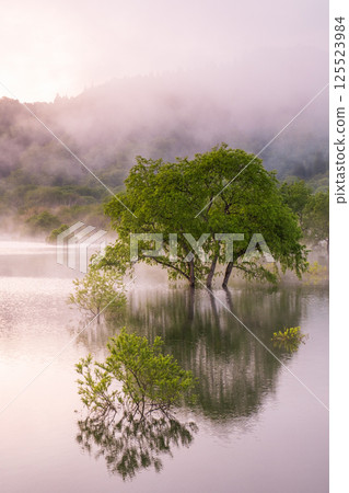 白川湖被淹沒的森林 125523984