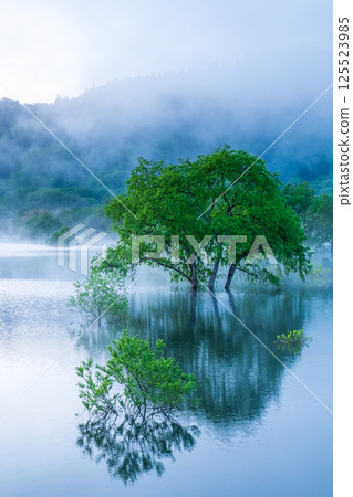 Submerged forest of Shirakawa lake Submerged forest of Shirakawa lake 125523985