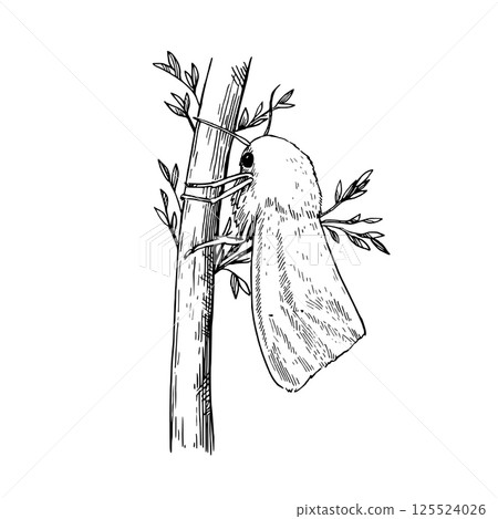 Cute fluffy white moth sitting on plant branch. Hand-drawn detailed realistic illustration. Vector design element Cute fluffy white moth sitting on plant branch. Hand-drawn detailed realistic illustration. Vector design element 125524026