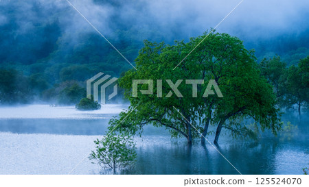 Submerged forest of Shirakawa lake 125524070