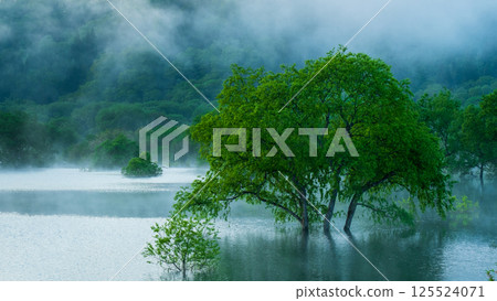 白川湖被淹沒的森林 125524071