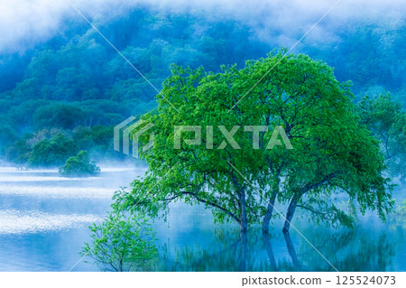 Submerged forest of Shirakawa lake 125524073