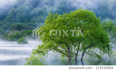 白川湖被淹沒的森林 125524088