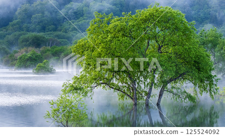 Submerged forest of Shirakawa lake 125524092