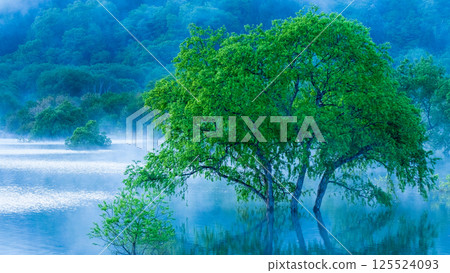 白川湖被淹沒的森林 125524093