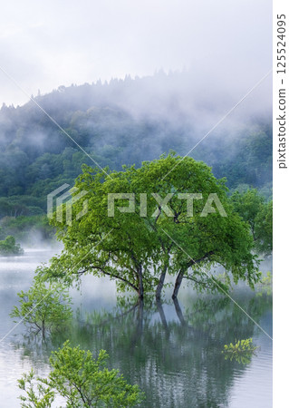 白川湖被淹沒的森林 125524095