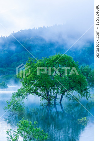 白川湖被淹沒的森林 125524096