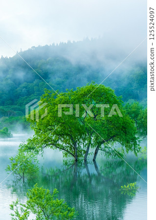 Submerged forest of Shirakawa lake 125524097
