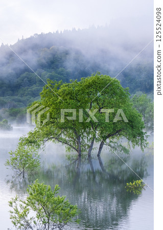 Submerged forest of Shirakawa lake 125524098