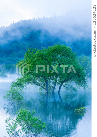 白川湖被淹沒的森林 125524122