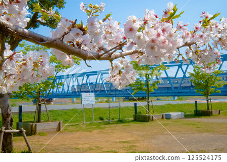 Cherry blossoms and the Tozai Line 125524175