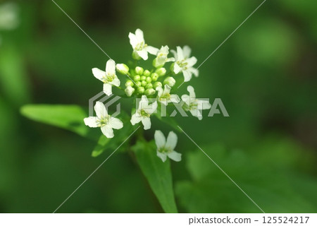 Wasabi flower 125524217